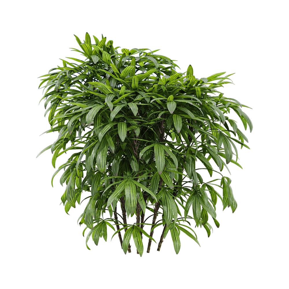 decoration - Chuniophoenix humilis 2 3D Model