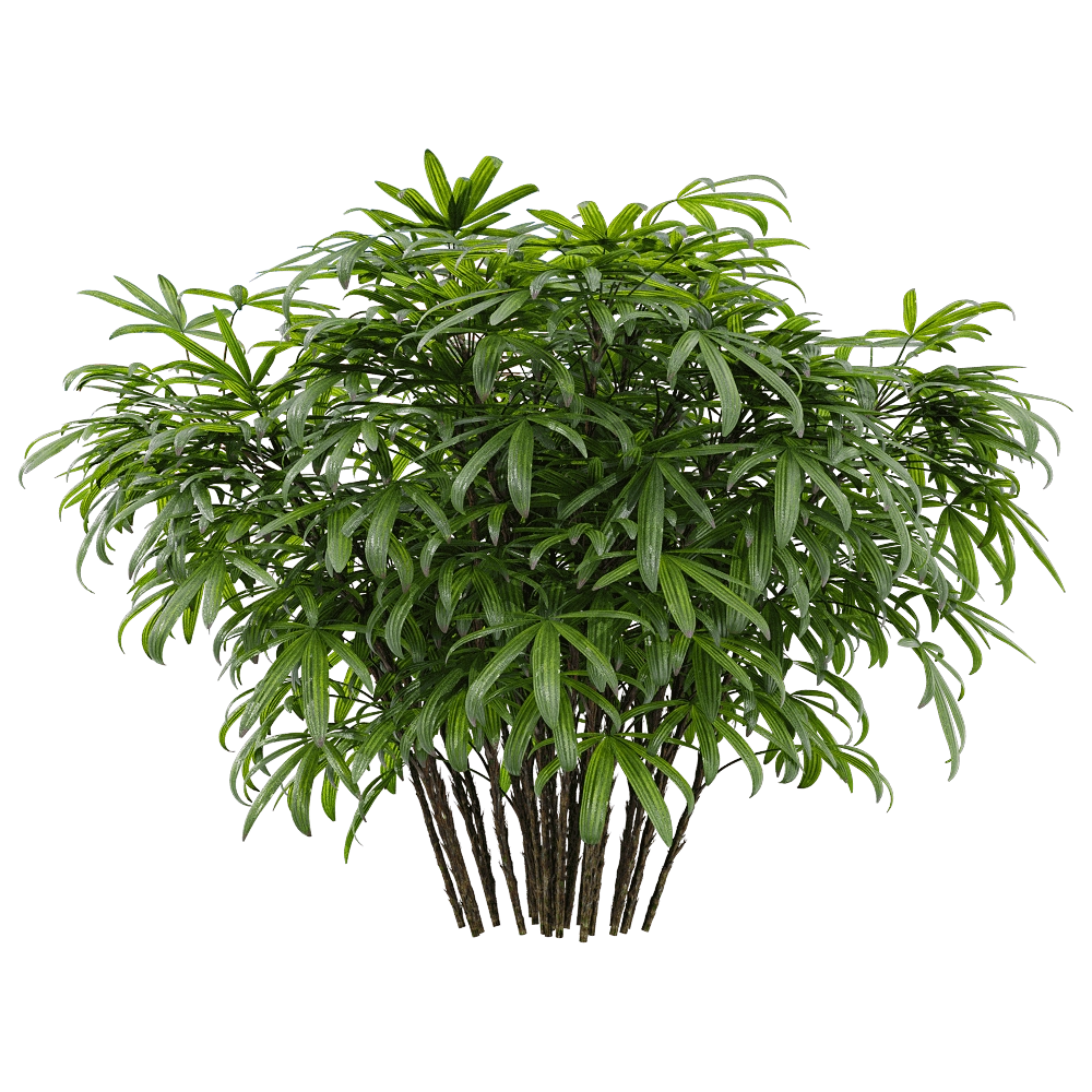 decoration - Chuniophoenix humilis 3 3D Model