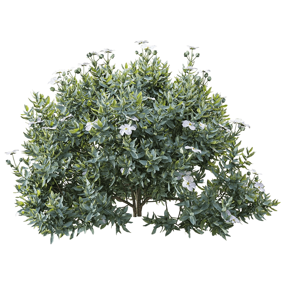 decoration - Cistus albidus 2 3D Model