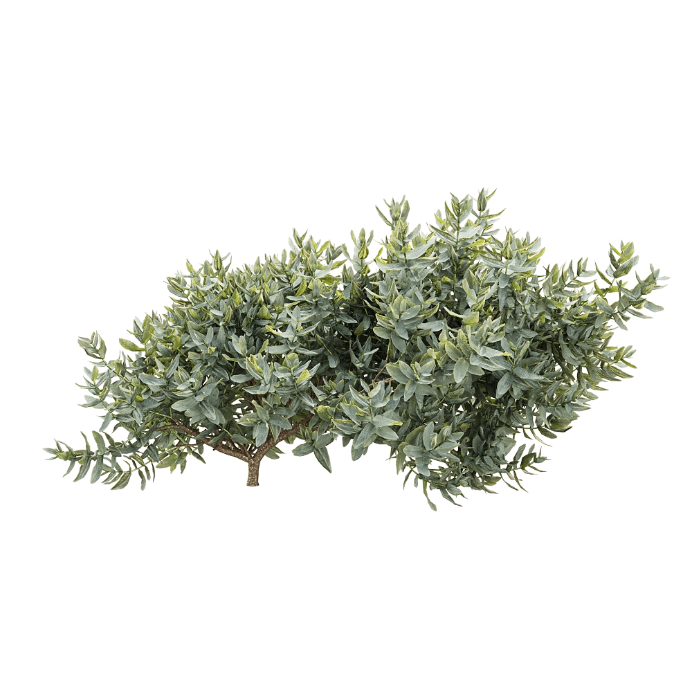 decoration - Cistus albidus 3 3D Model