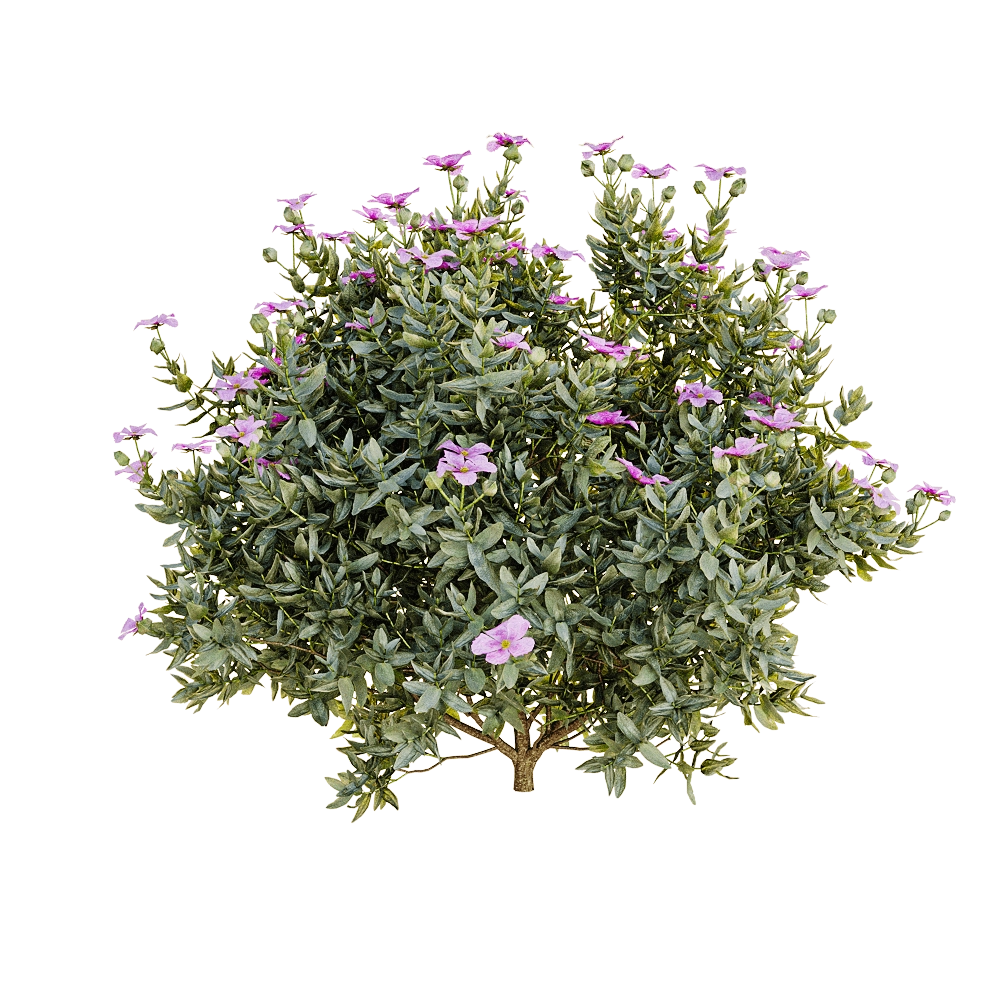 decoration - Cistus albidus 3D Model