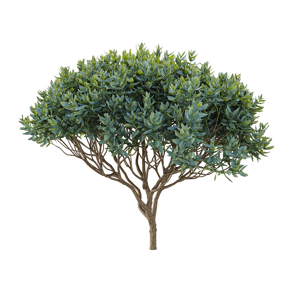 decoration - Cistus albidus 4 3D Model