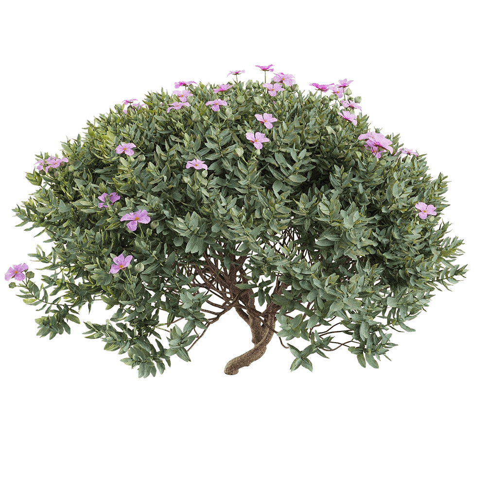 decoration - Cistus albidus 5 3D Model