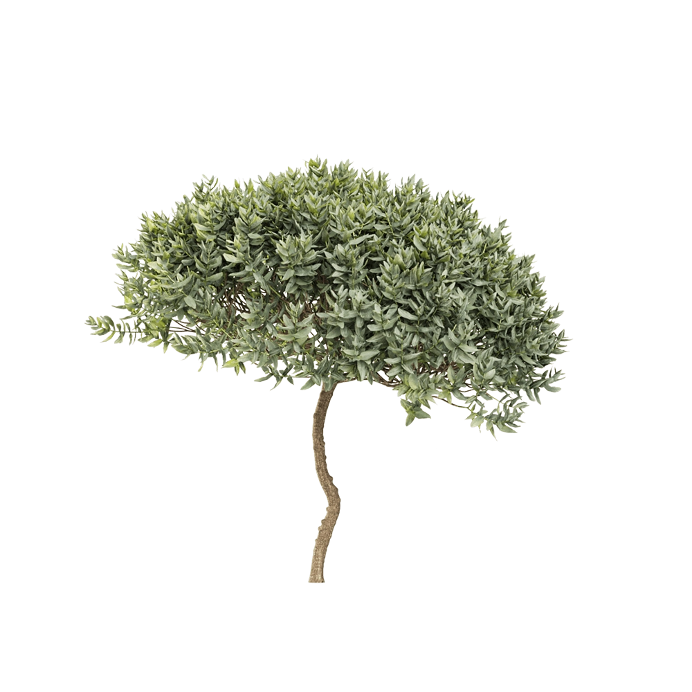 decoration - Cistus albidus 6 3D Model