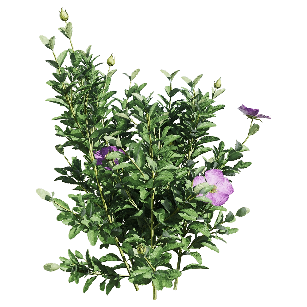 decoration - Cistus incanus 1 3D Model