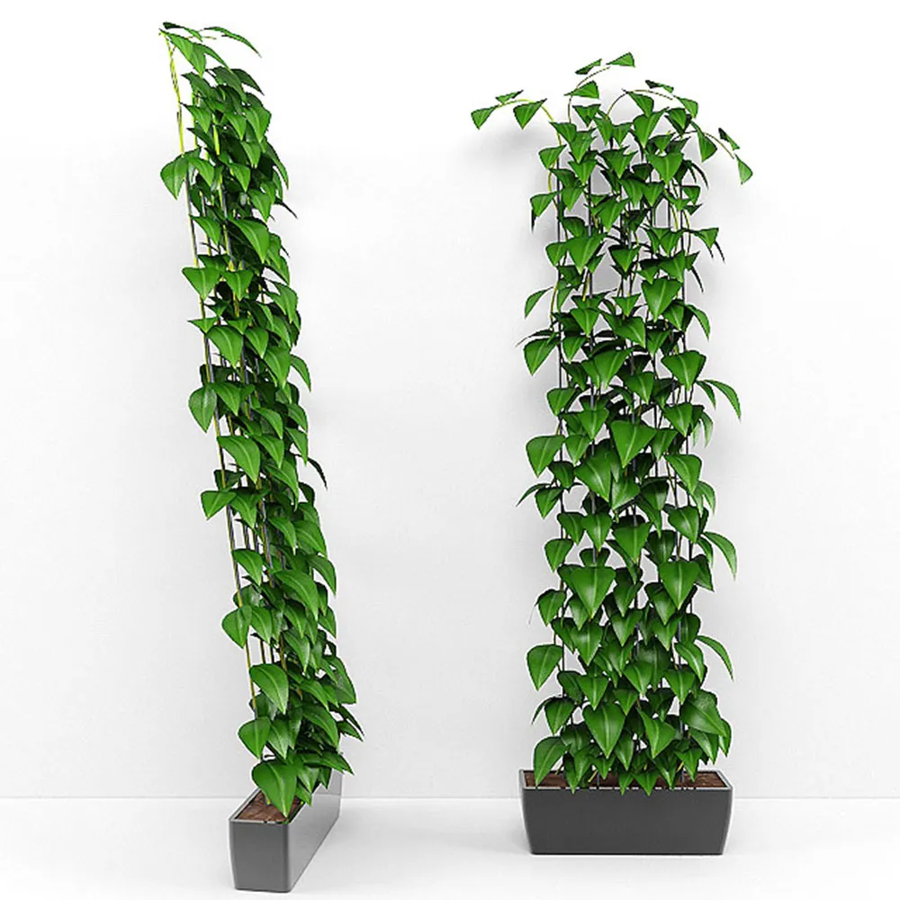 decoration - Climbing plants 3D Model