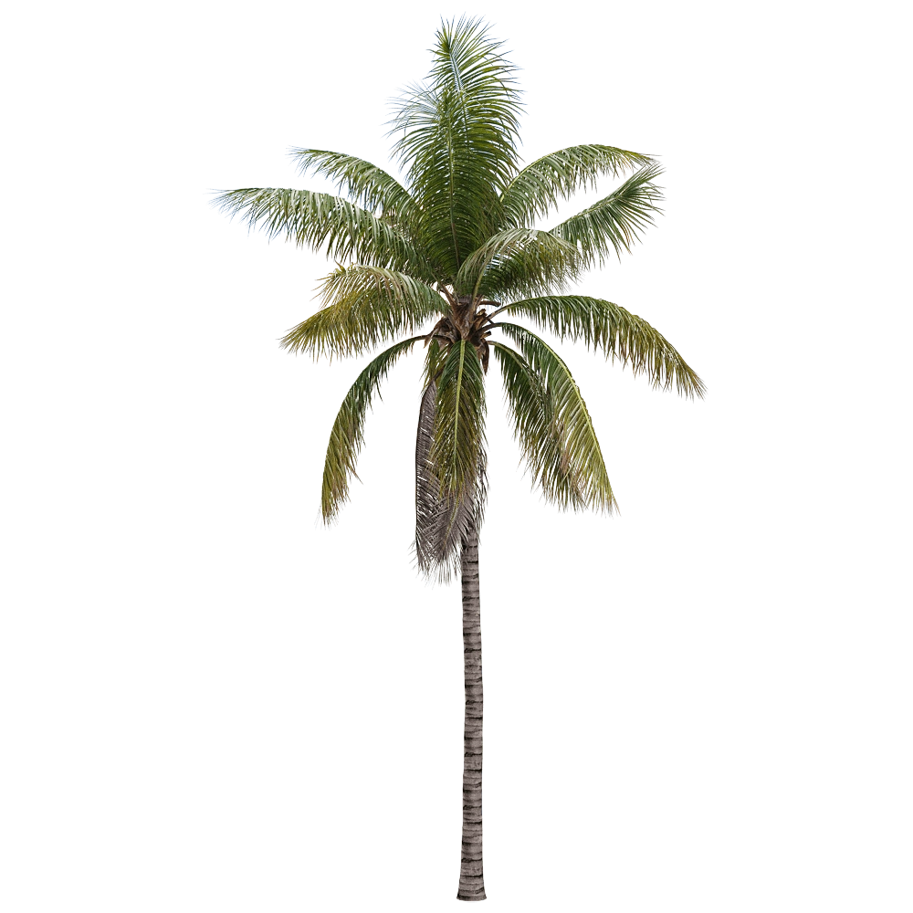 decoration - Cocos nucifera 1 3D Model