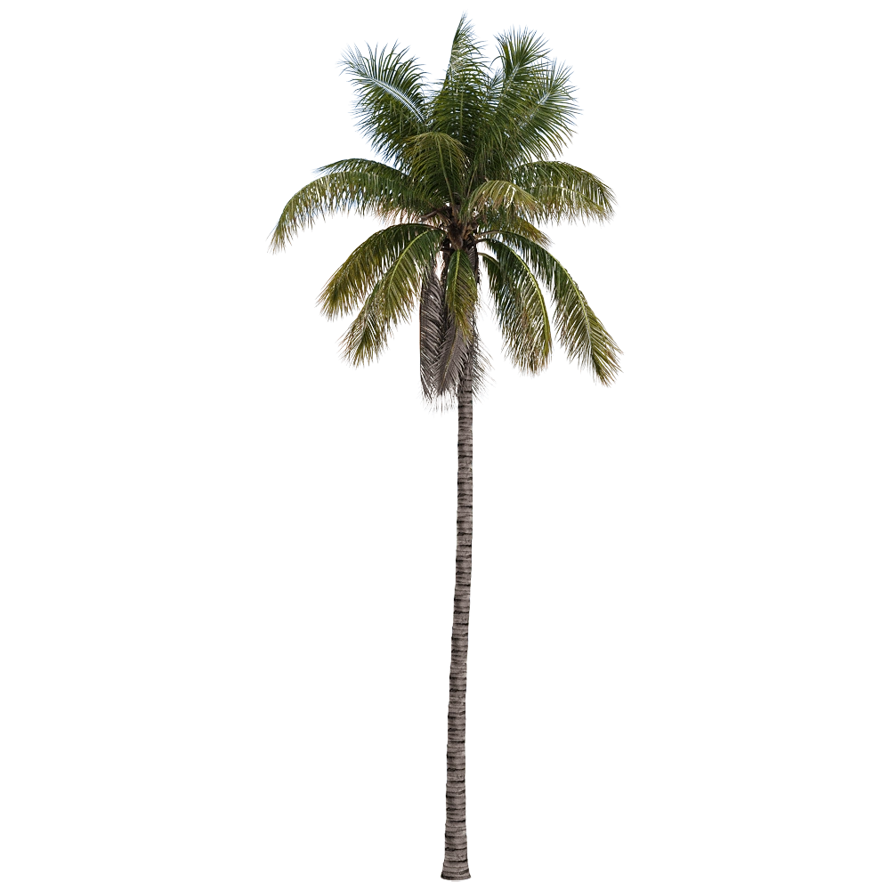 decoration - Cocos nucifera 2 3D Model