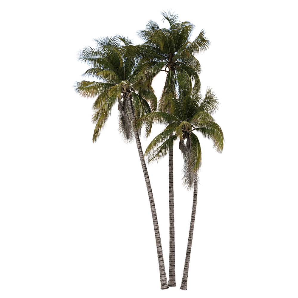 decoration - Cocos nucifera 3 3D Model