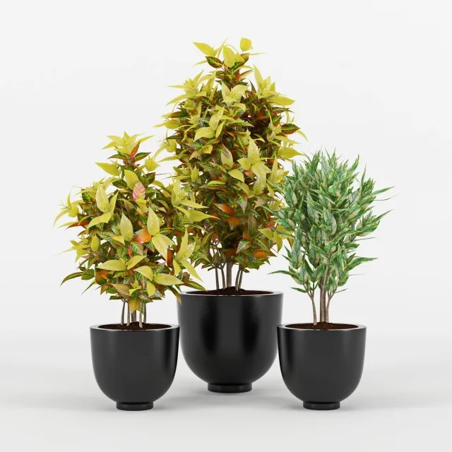 decoration - Codiaeum variegatum 3D Model