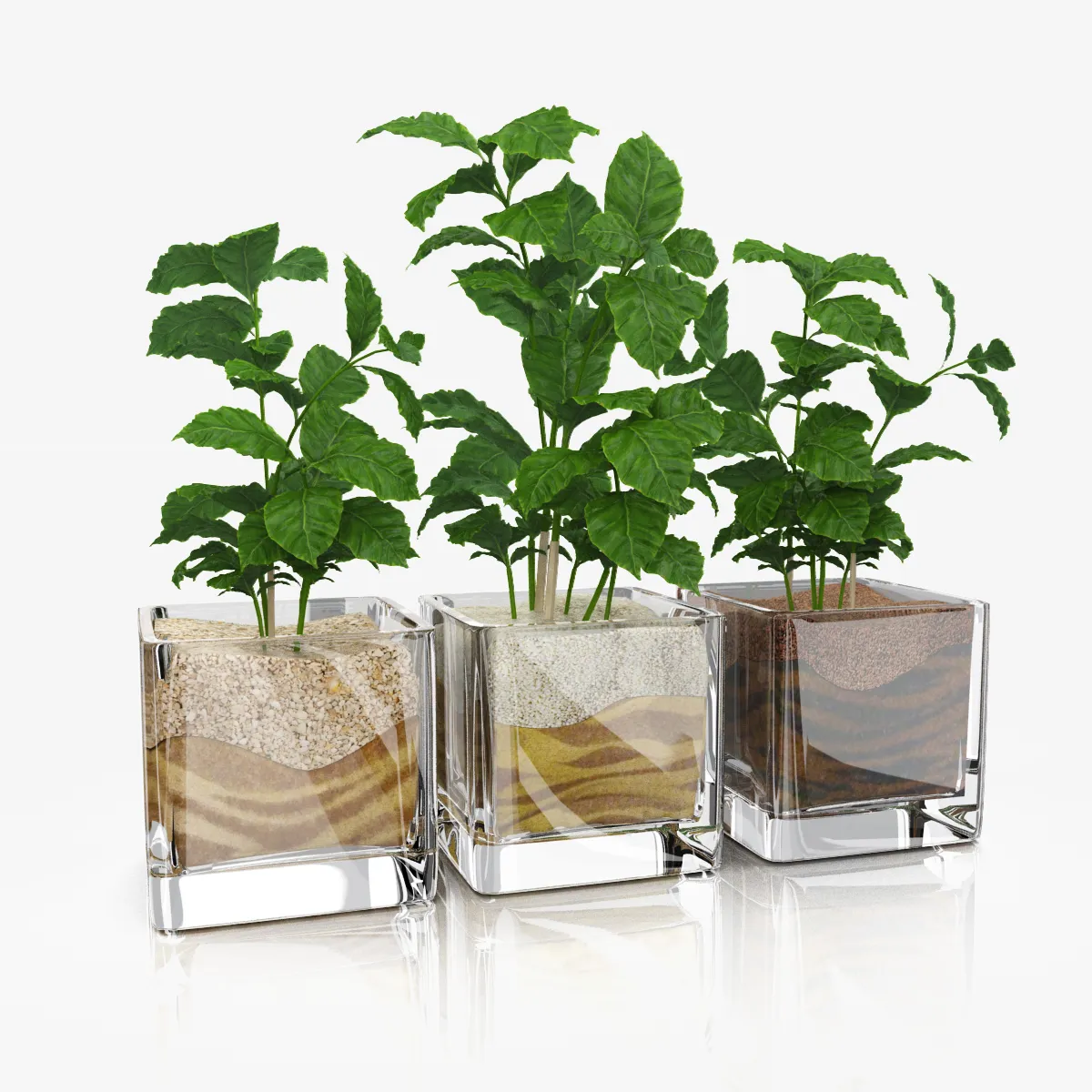 decoration - Coffee tree in glass pots 5 3D Model