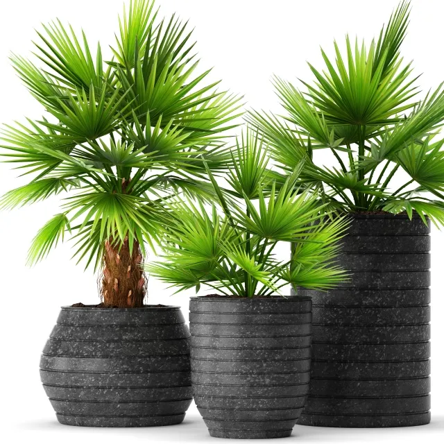 decoration - collection of palms 3D Model