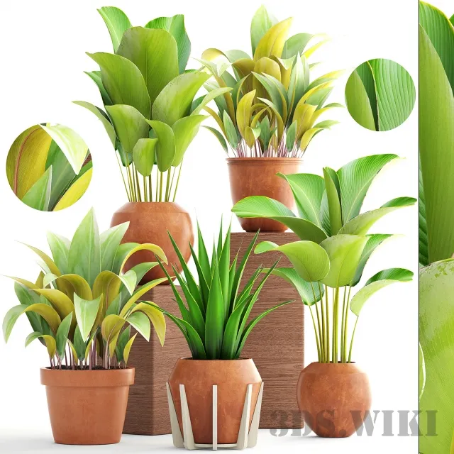 decoration - Collection of plants 3D Model