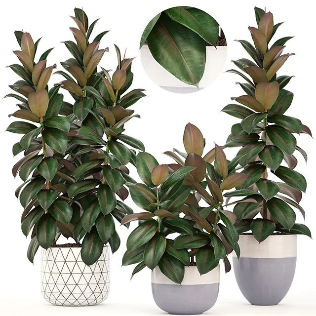 decoration - Collection of plants Ficus elastica 3D Model