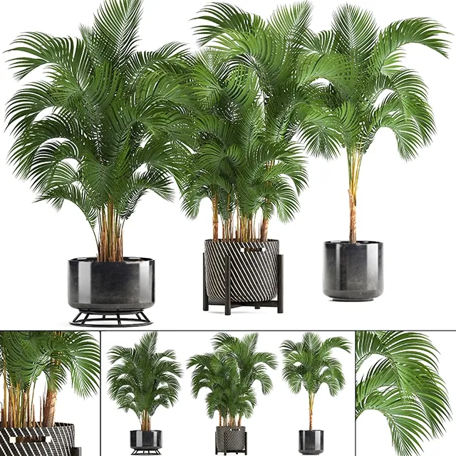decoration - Collection of plants  Howea forsteriana 3D Model