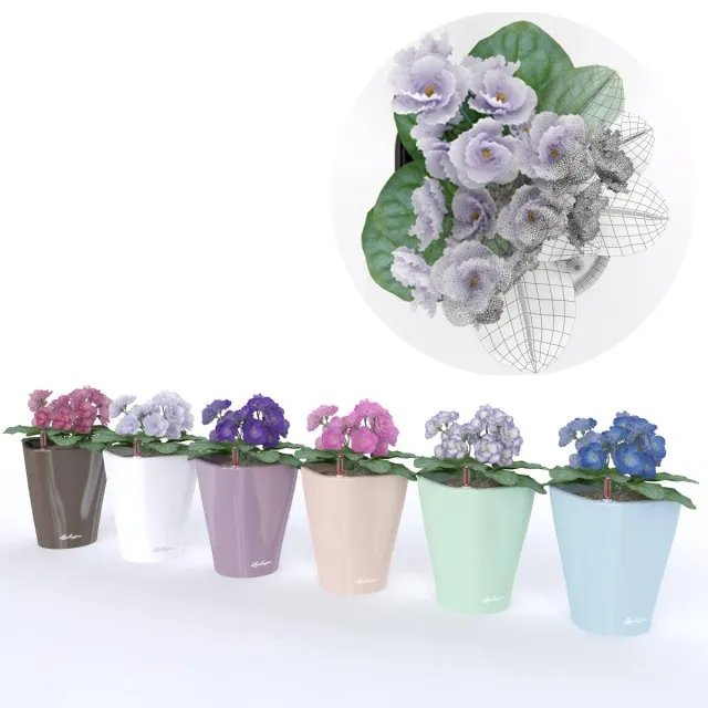 decoration - colored violets 3D Model