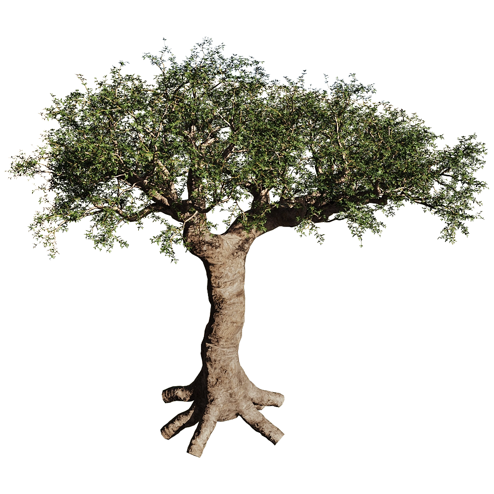 decoration - Commiphora Myrrha 01 01 3D Model
