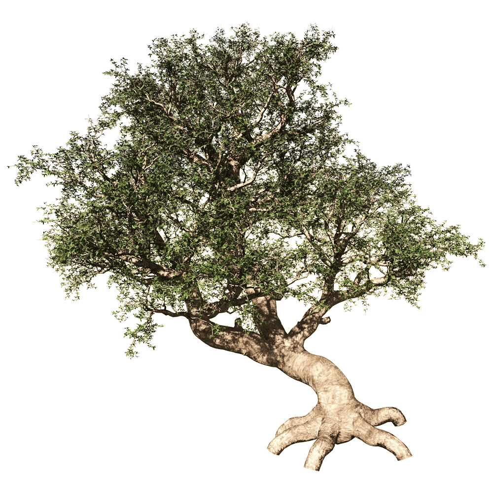decoration - Commiphora Myrrha 01 02 3D Model
