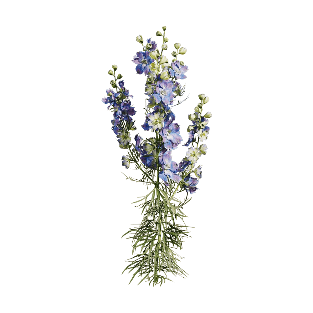 decoration - Consolida ajacis 1 3D Model