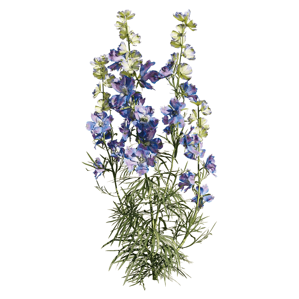 decoration - Consolida ajacis 2 3D Model