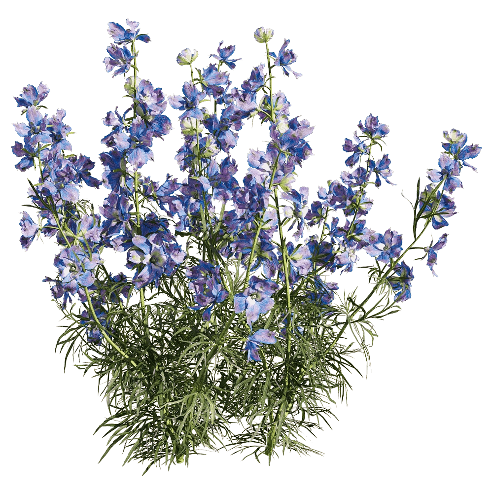 decoration - Consolida ajacis 3 3D Model