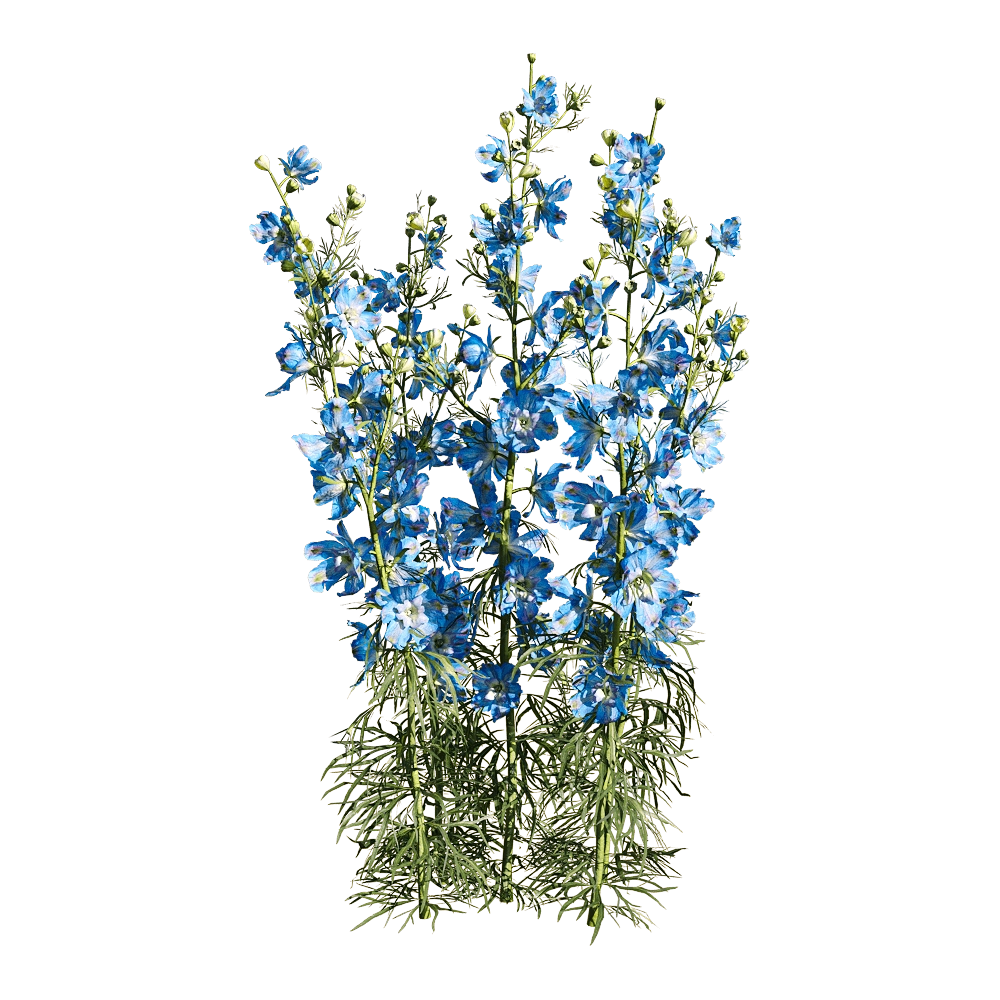 decoration - Consolida ajacis 4 3D Model