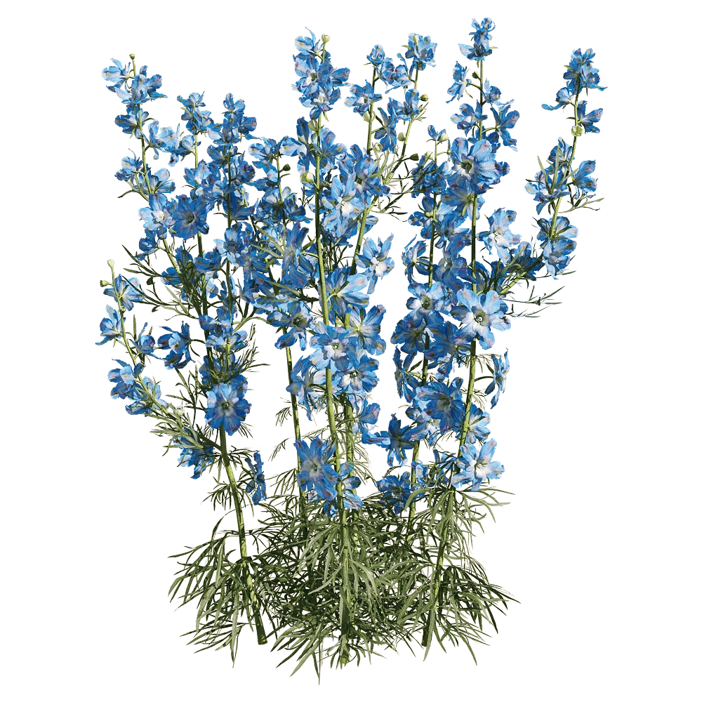 decoration - Consolida ajacis 5 3D Model