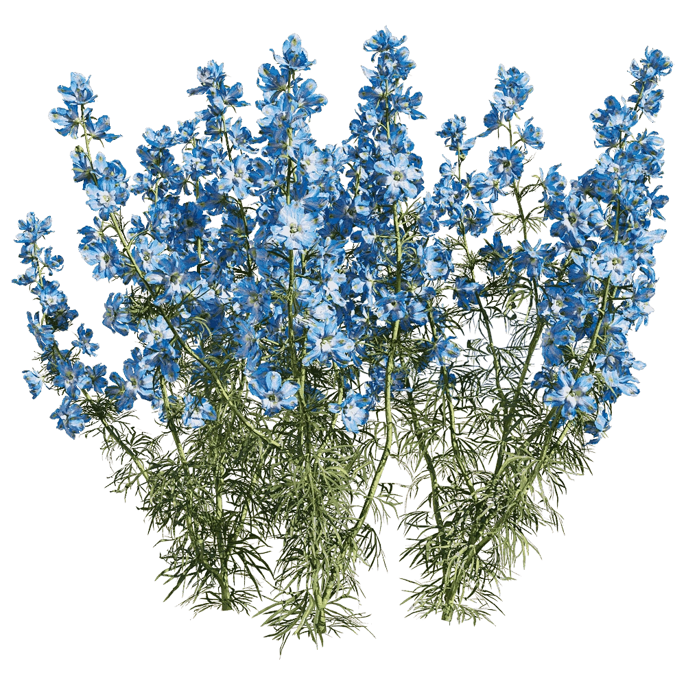 decoration - Consolida ajacis 6 3D Model