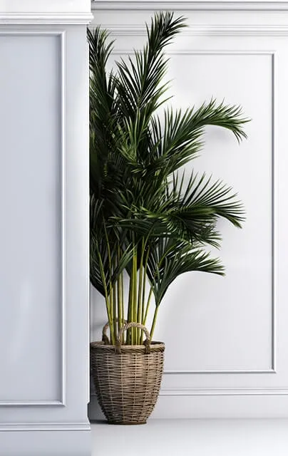 decoration - Corner palma 3D Model