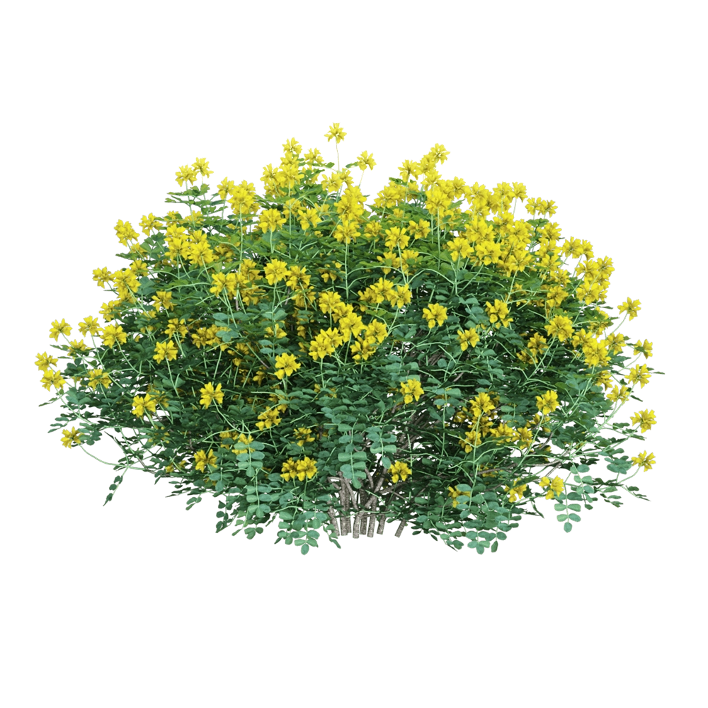 decoration - Coronilla glauca  1 3D Model