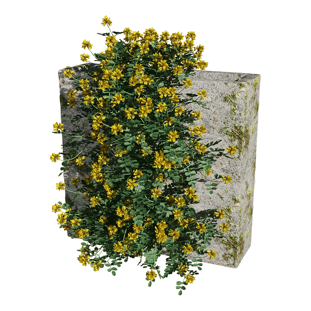 decoration - Coronilla glauca 2 3D Model