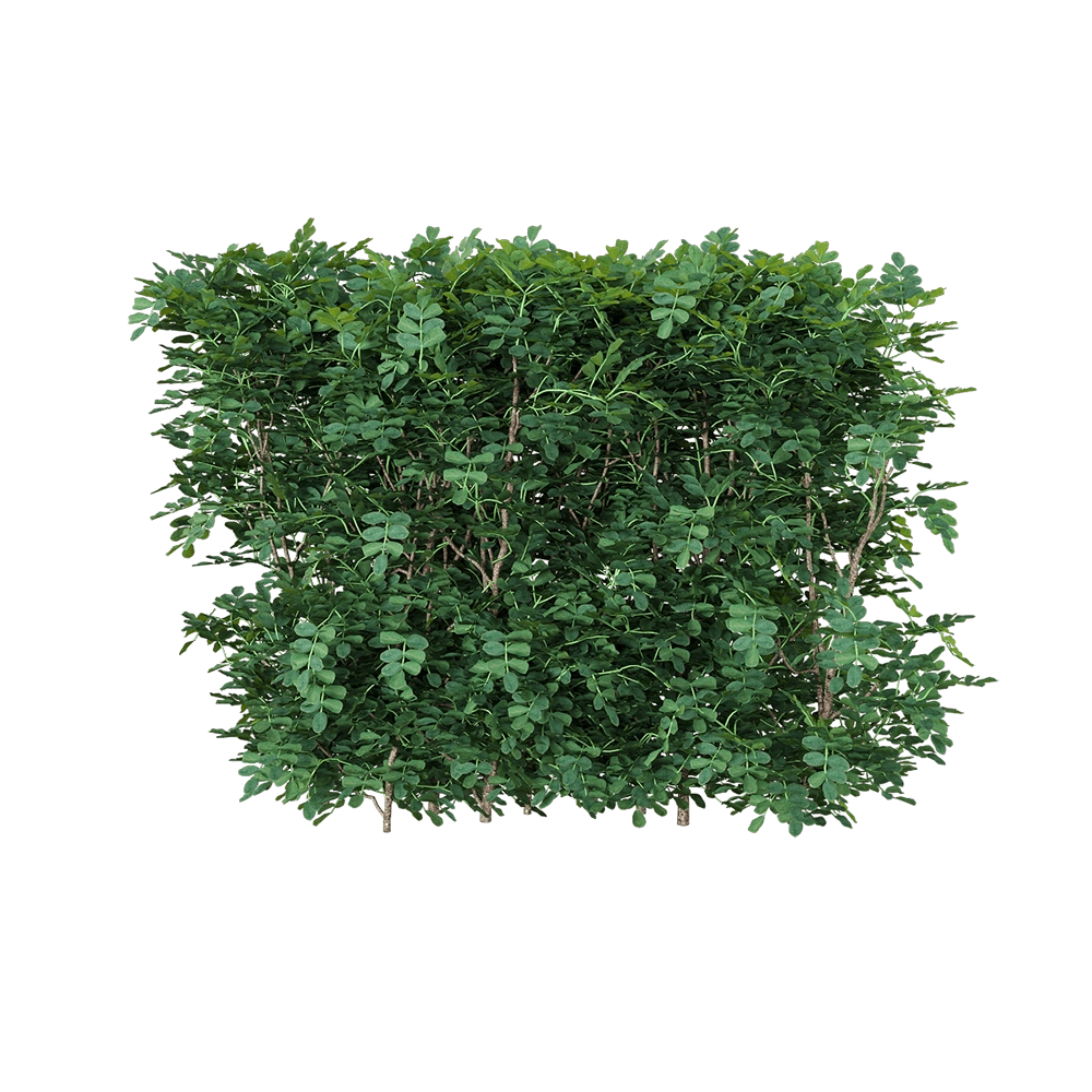 decoration - Coronilla glauca 3 3D Model
