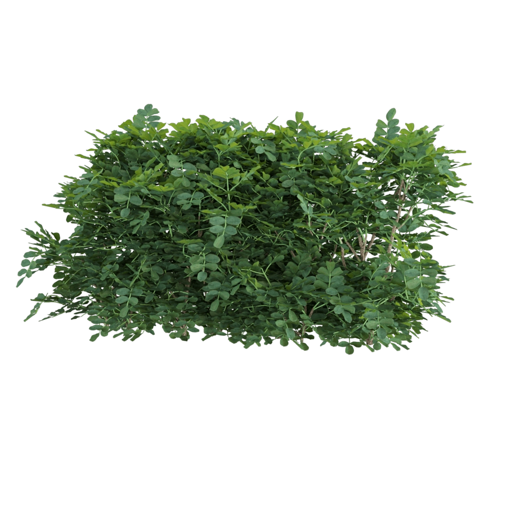decoration - Coronilla glauca 4 3D Model