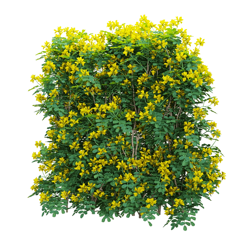 decoration - Coronilla glauca 5 3D Model