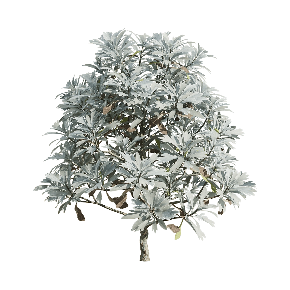 decoration - Crossostephium chinense 1 3D Model