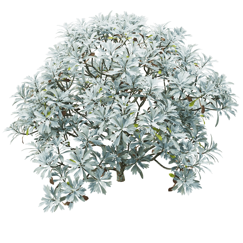 decoration - Crossostephium chinense 2 3D Model