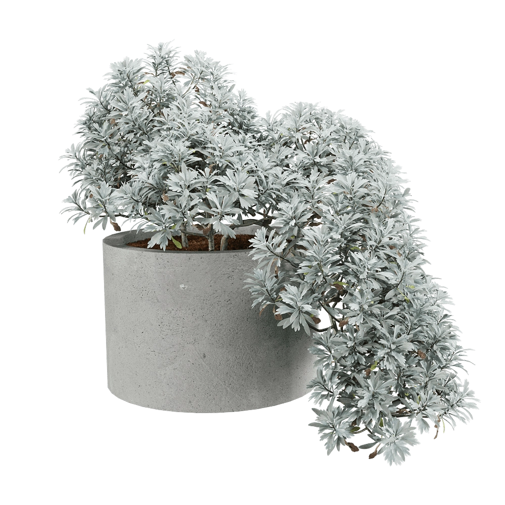 decoration - Crossostephium chinense 3 3D Model