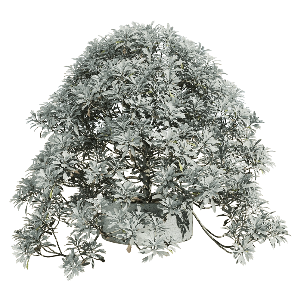 decoration - Crossostephium chinense 4 3D Model