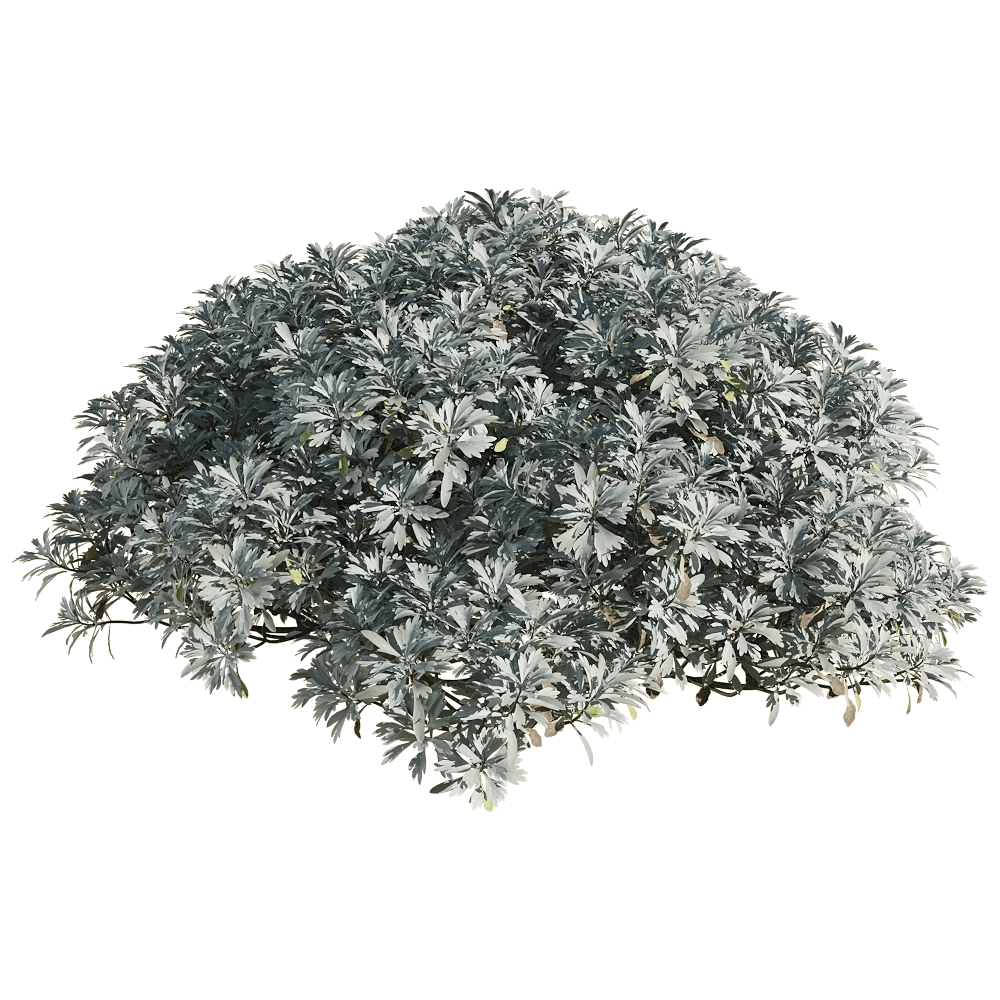 decoration - Crossostephium chinense 5 3D Model