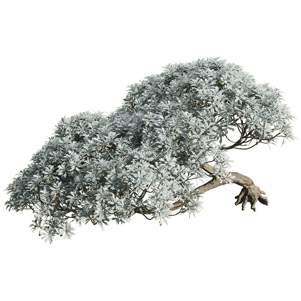 decoration - Crossostephium chinense 6 3D Model