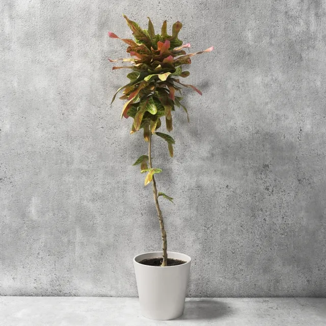 decoration - Croton Plant 3D Model