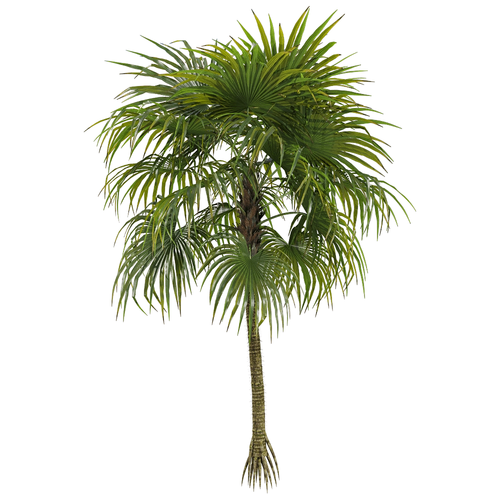 decoration - Cryosophila warscewiczii 1 3D Model