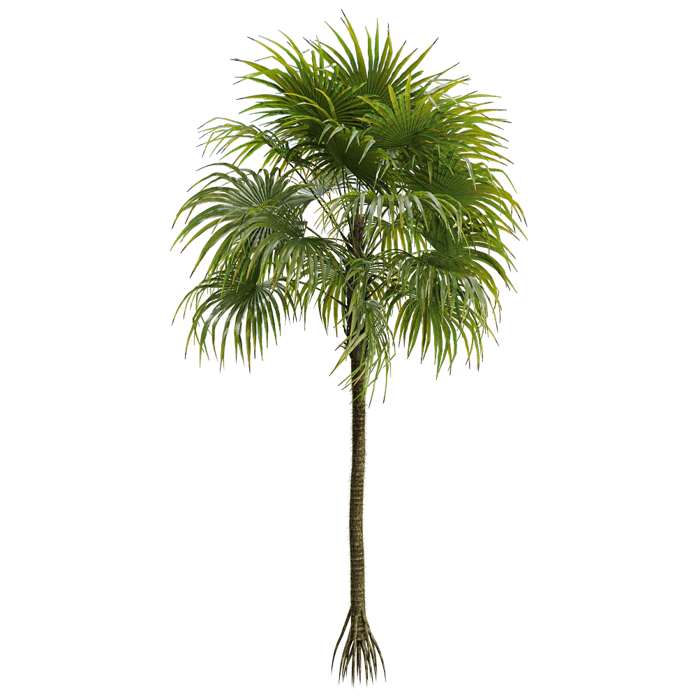 decoration - Cryosophila warscewiczii 2 3D Model