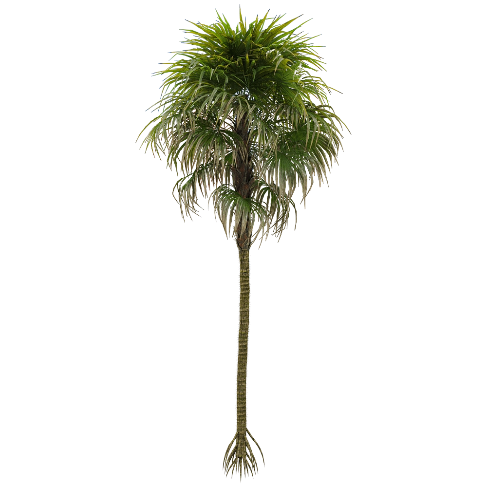decoration - Cryosophila warscewiczii 3 3D Model