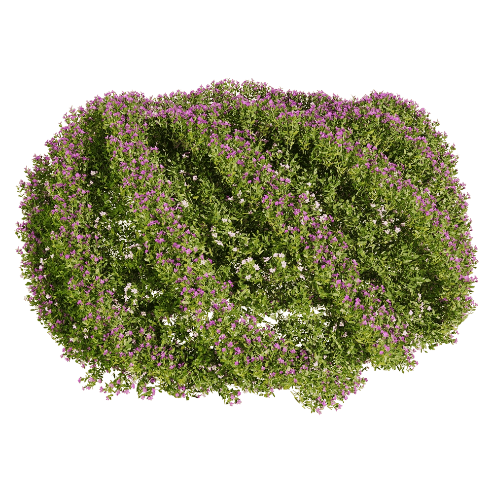 decoration - Cuphea hookeriana 5 3D Model