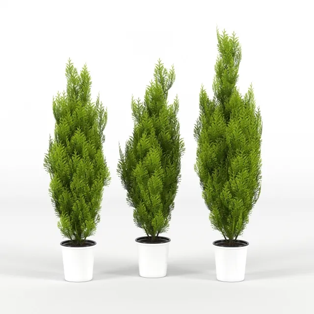 decoration - Cupressus wilma 3D Model
