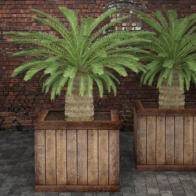 decoration - Cycas 3D Model