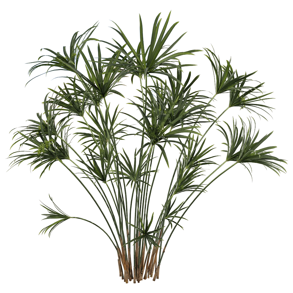 decoration - Cyperus alternifolius 1 3D Model