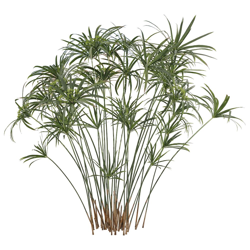 decoration - Cyperus alternifolius 2 3D Model