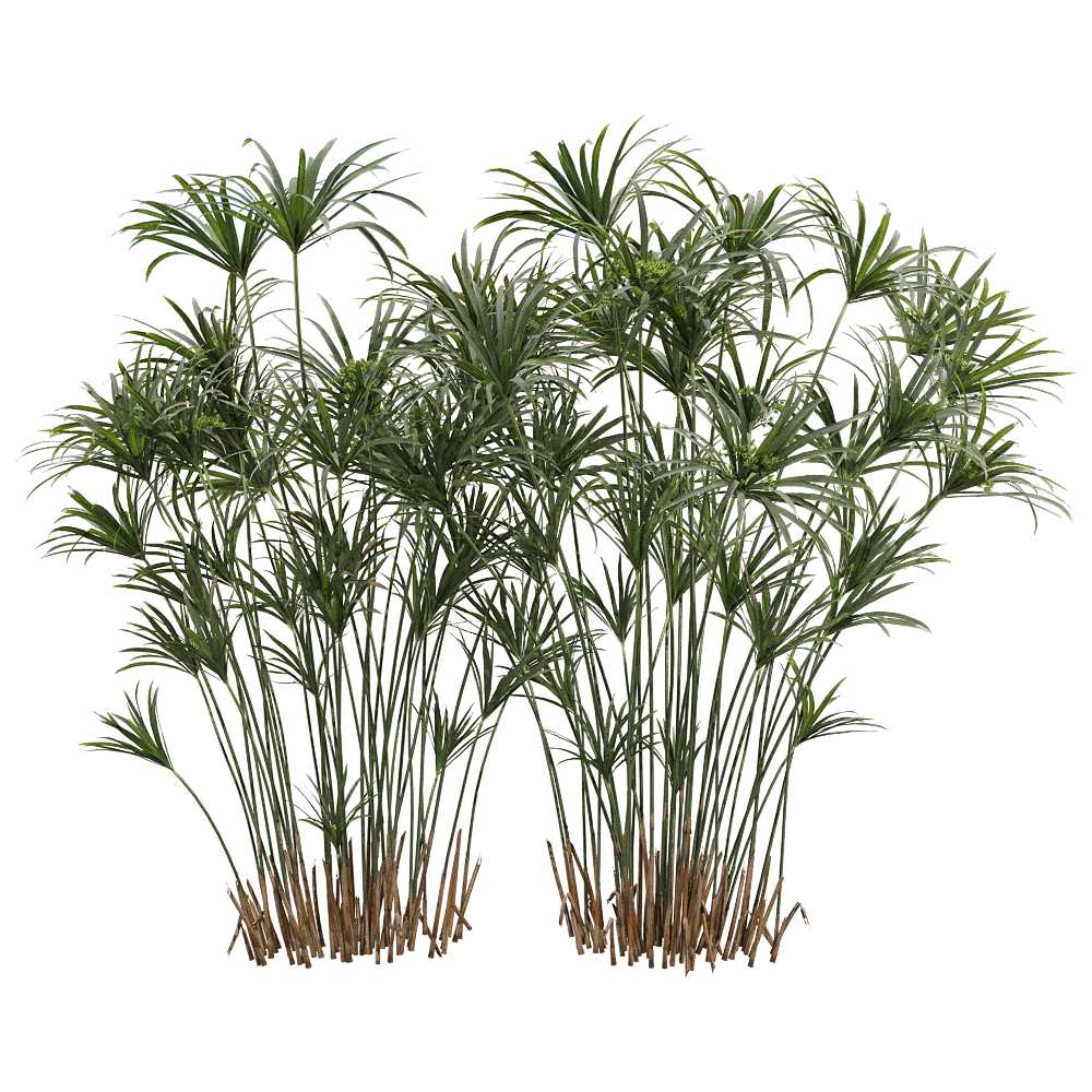 decoration - Cyperus alternifolius 3 3D Model